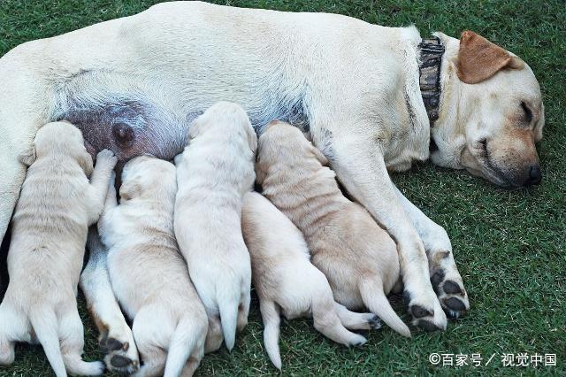 母犬的繁殖是怎样的?狗狗控们一起来了解一下吧!