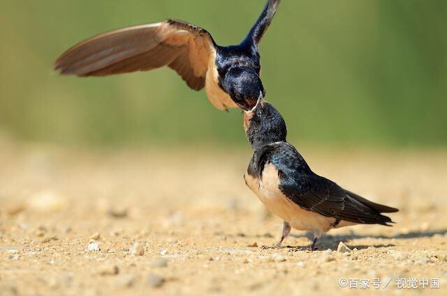 农村俗语:燕子低飞蛇过道,大雨不久就来到,啥意思?有道理吗?