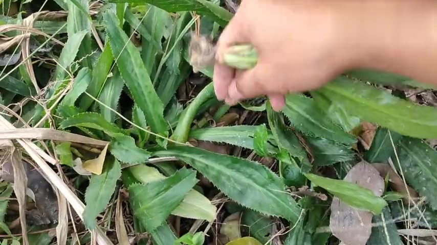 广西有一种野香菜,是一种特殊的调料,是吃狗肉最佳的调料之一