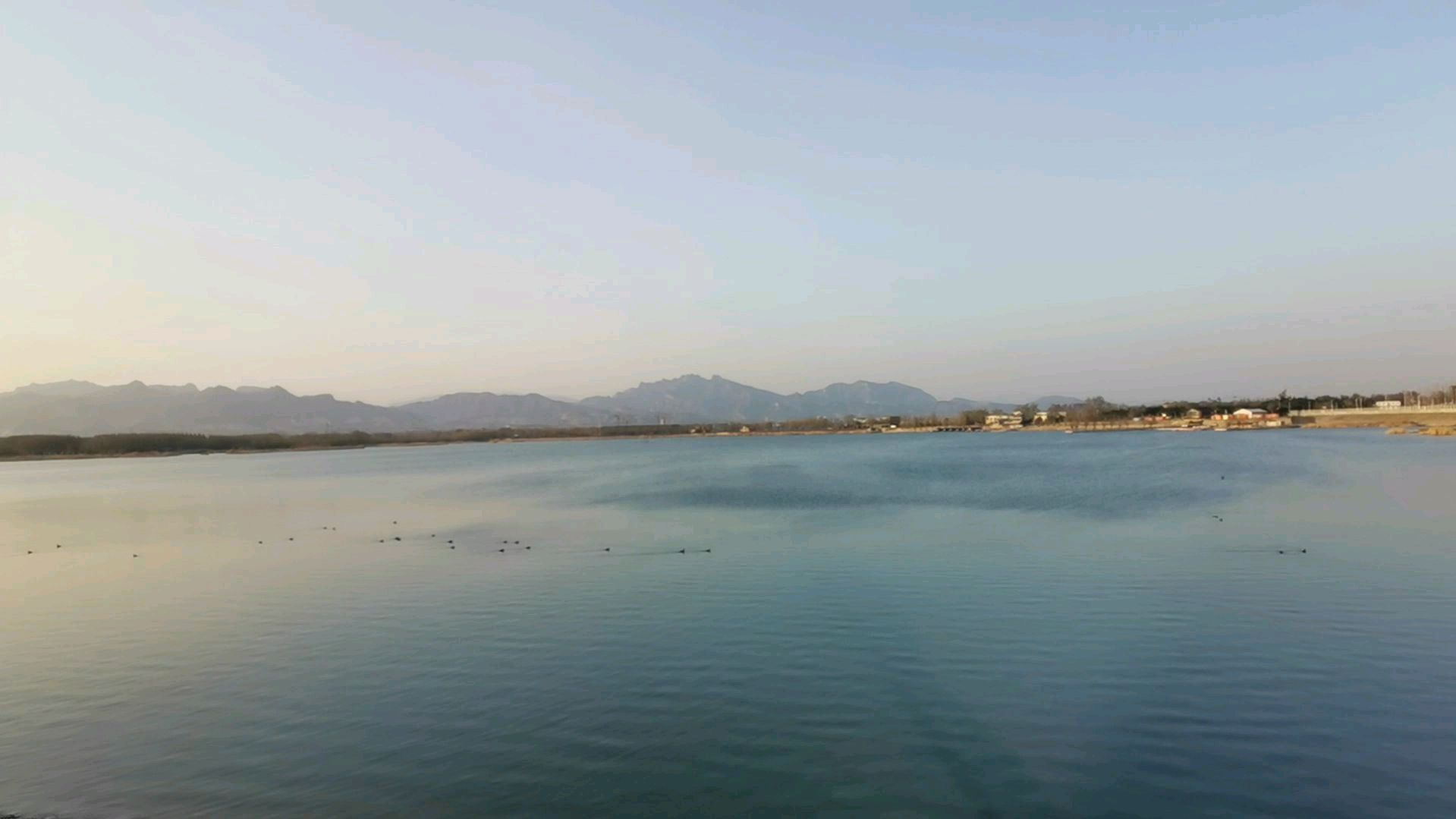 美丽的湖面上有一群野鸭在戏水