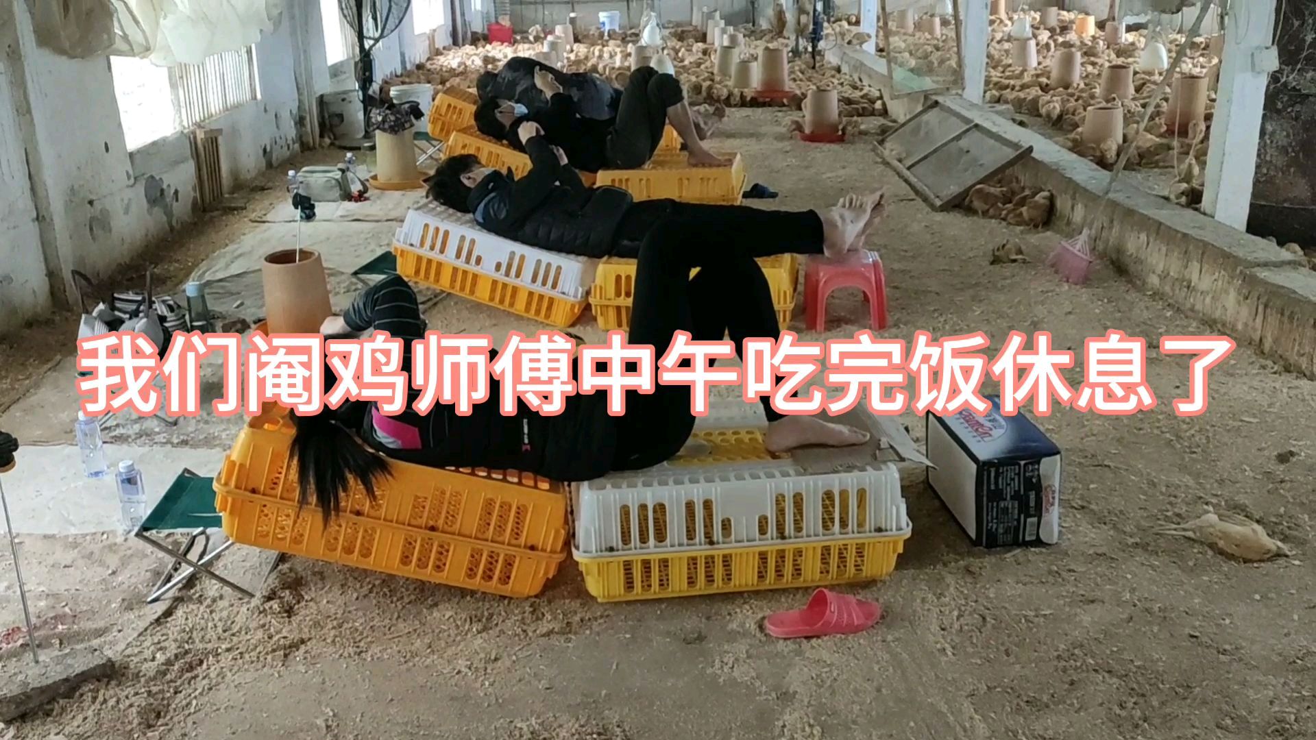 阉鸡我们是专业,看到这鸡舍有点看不下去了,怎么都不出点钱修下