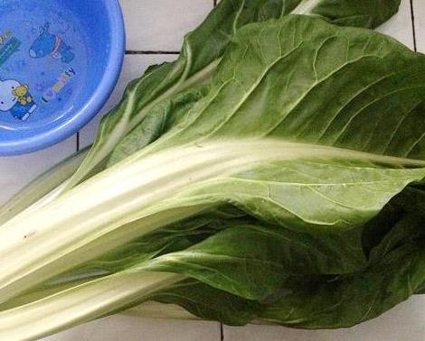 这在我的农村老家俗称为"活劈",学名叫牛皮菜.