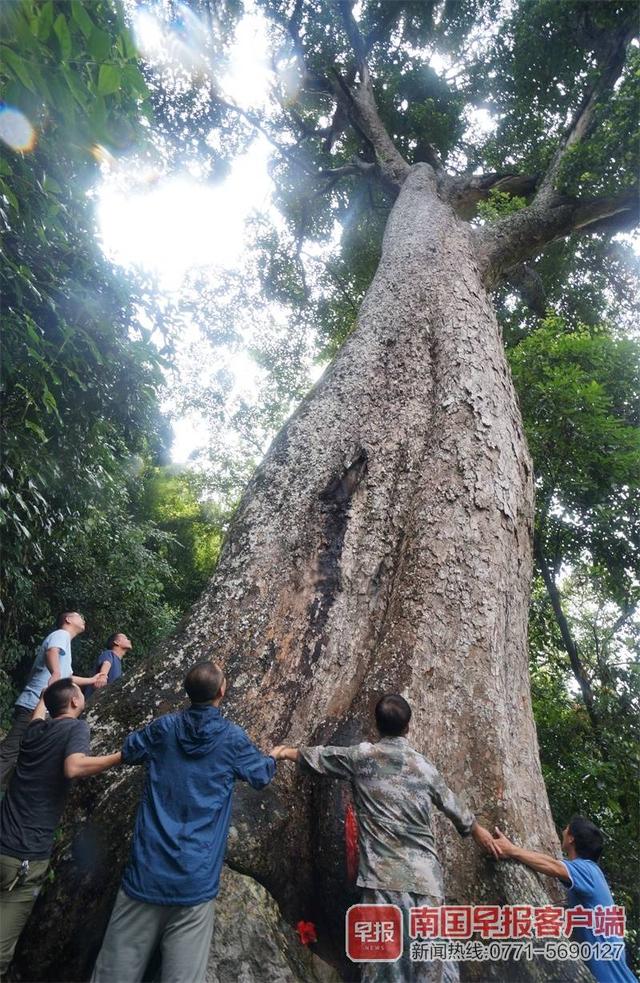 广西一棵蚬木王树龄超2300年,世代村民已把自己当作它的孩子