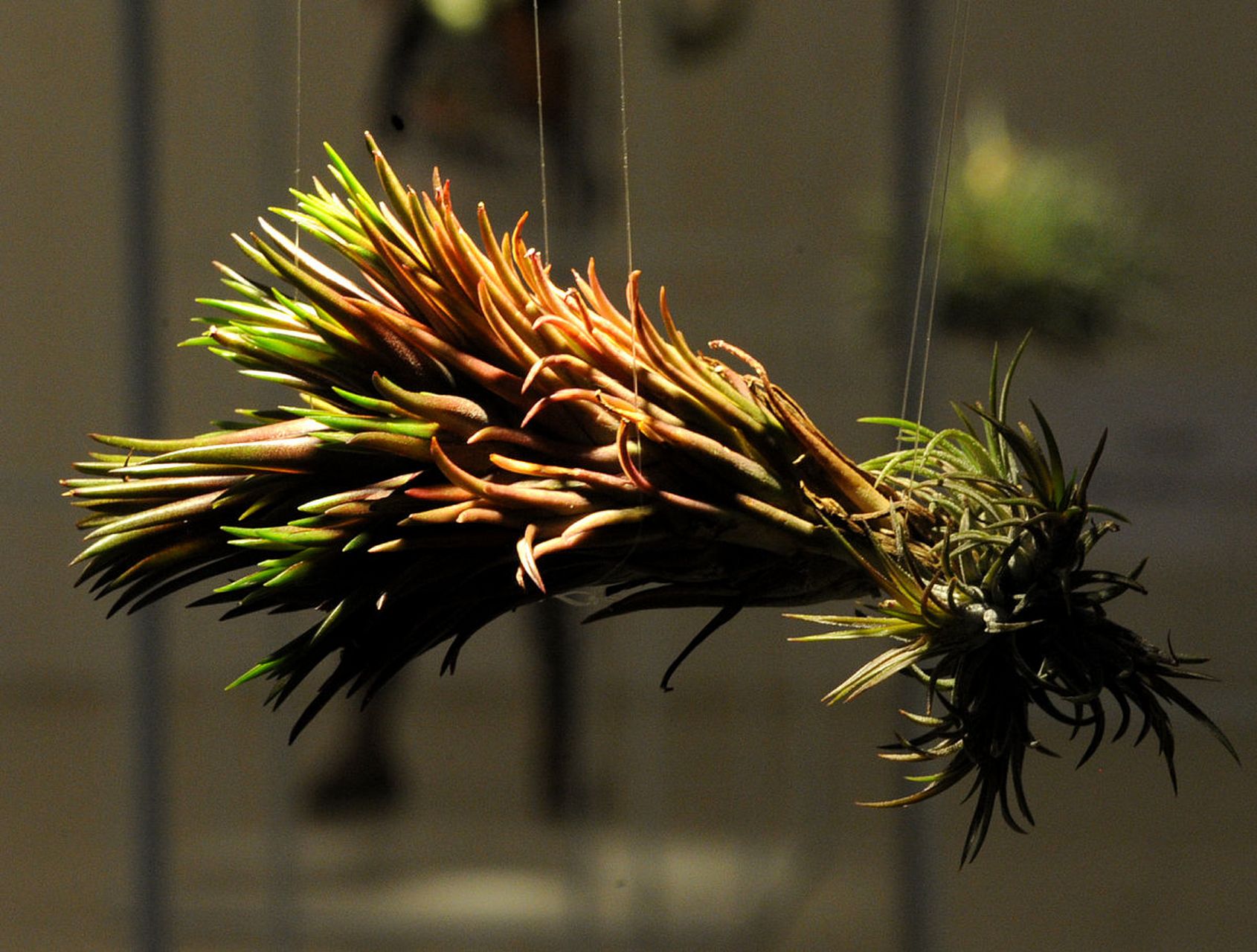 空气铁兰的生命力十分顽强,她们不需要栽种在盆土中,放在空气中就能