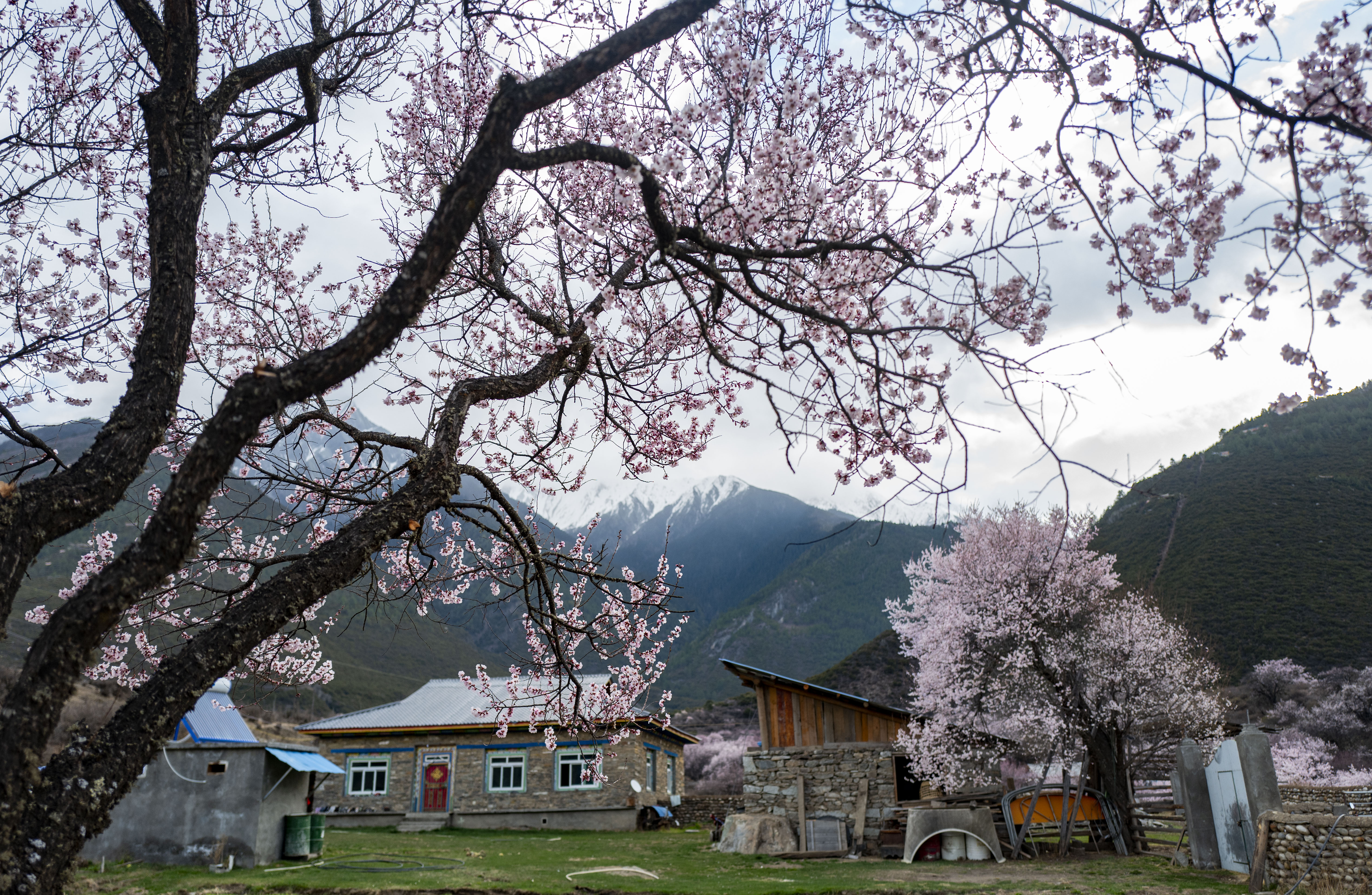 林芝岗村桃花图片