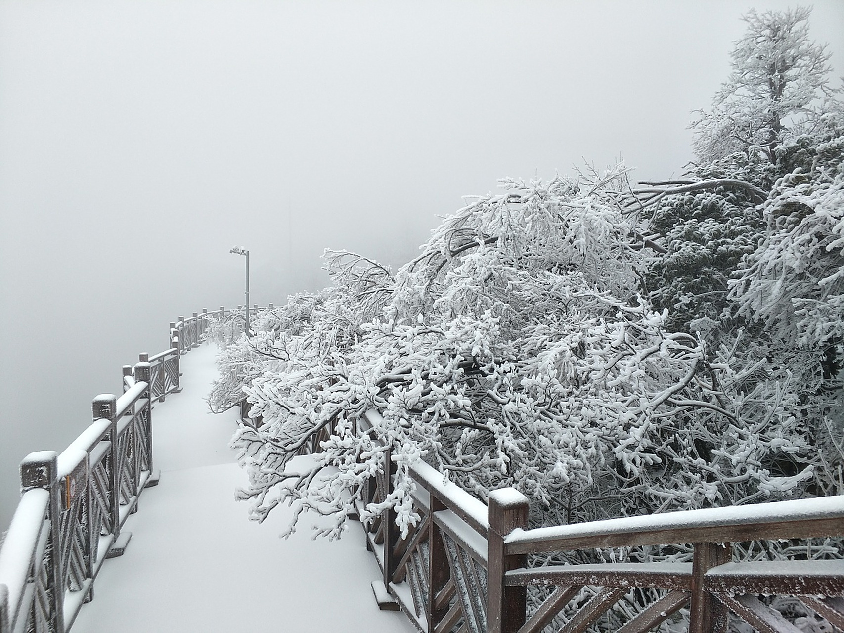 重庆的冬天来啦!金佛山,仙女山可以看雪了 #山城冬日碎片记