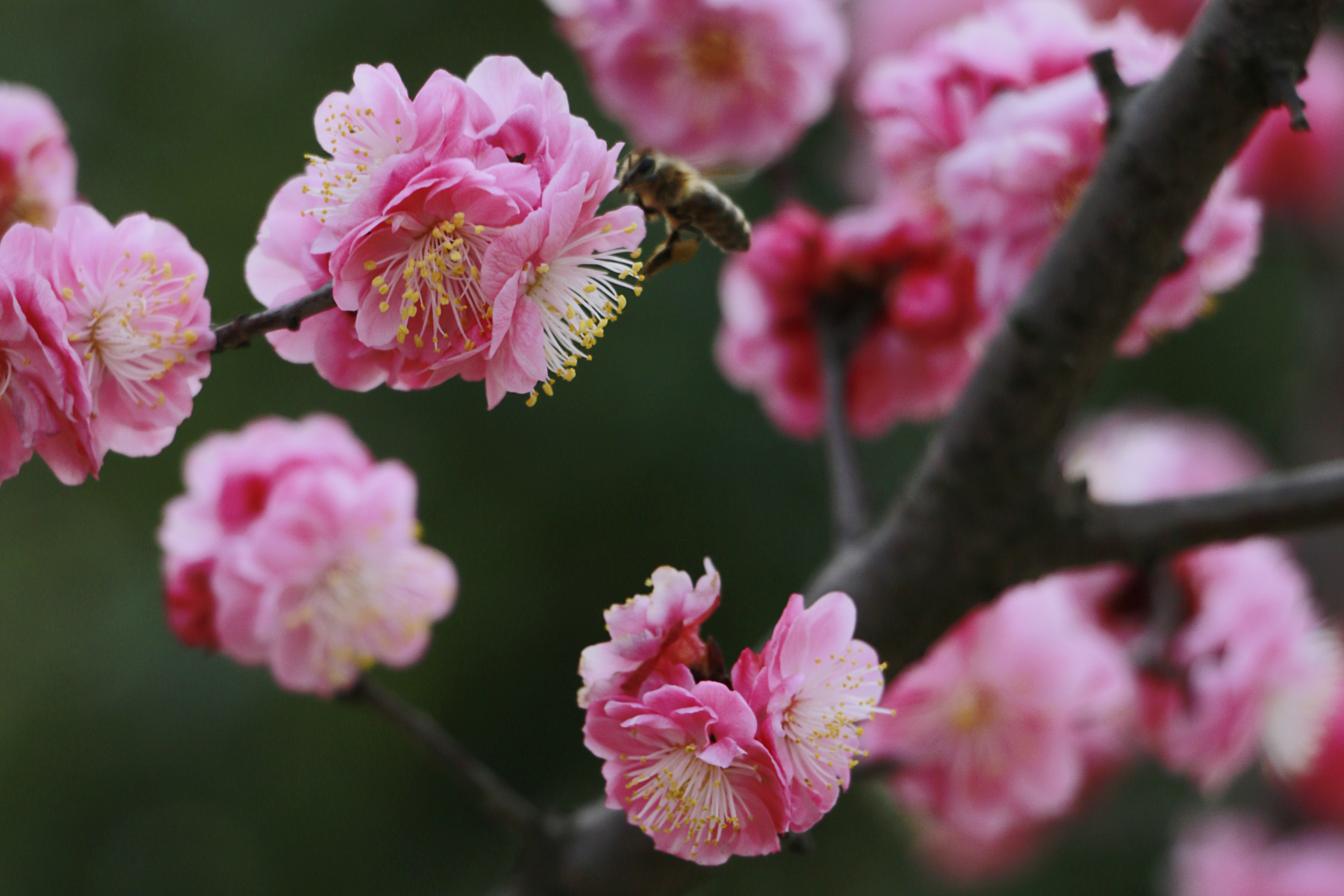 江塘集中营春花背上图片