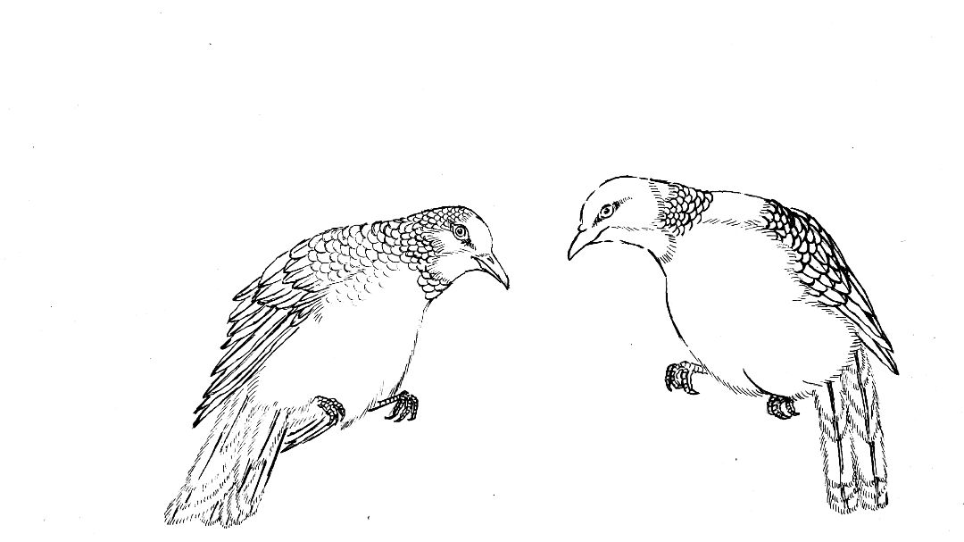 米小鹿讲解画斑鸠起稿的技巧