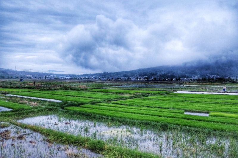 陷河湿地的景色了解一下?