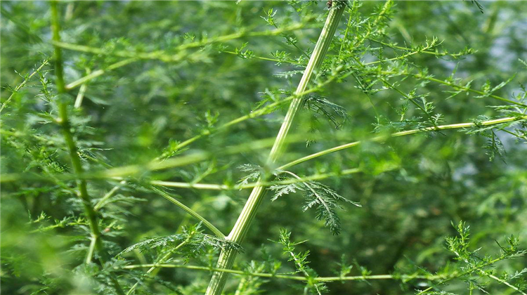 青蒿能大面积种植吗?想知道答案的朋友,不要错过这篇文章!