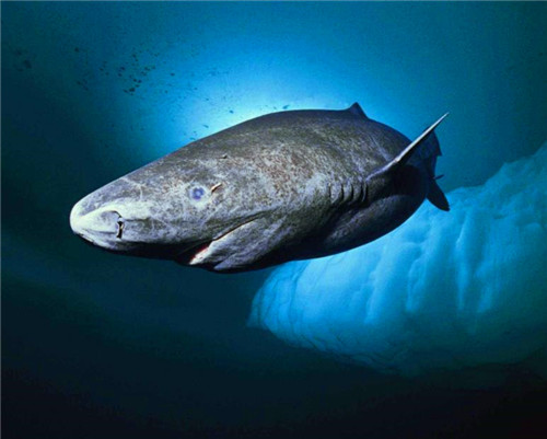 被死神遗忘的鲨鱼,如今512岁,从明朝活到现在,让无数人羡慕