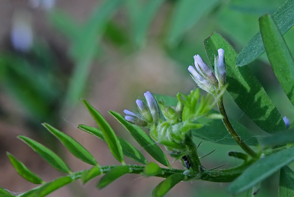 中国荒野维生食物之野菜系列:小巢菜