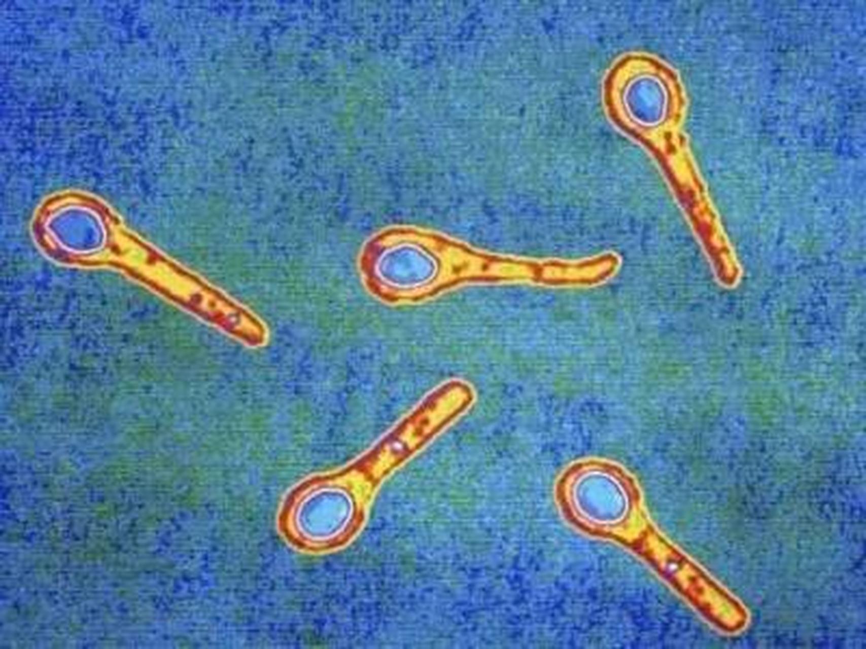 科普知识竞赛#【科普小知识】破伤风杆菌是引起破伤风的病原菌,大量