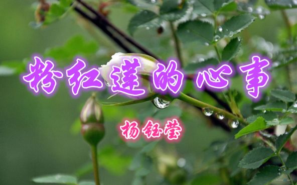 [图]怀旧金曲，杨钰莹一首《粉红莲的心事》甜美至极