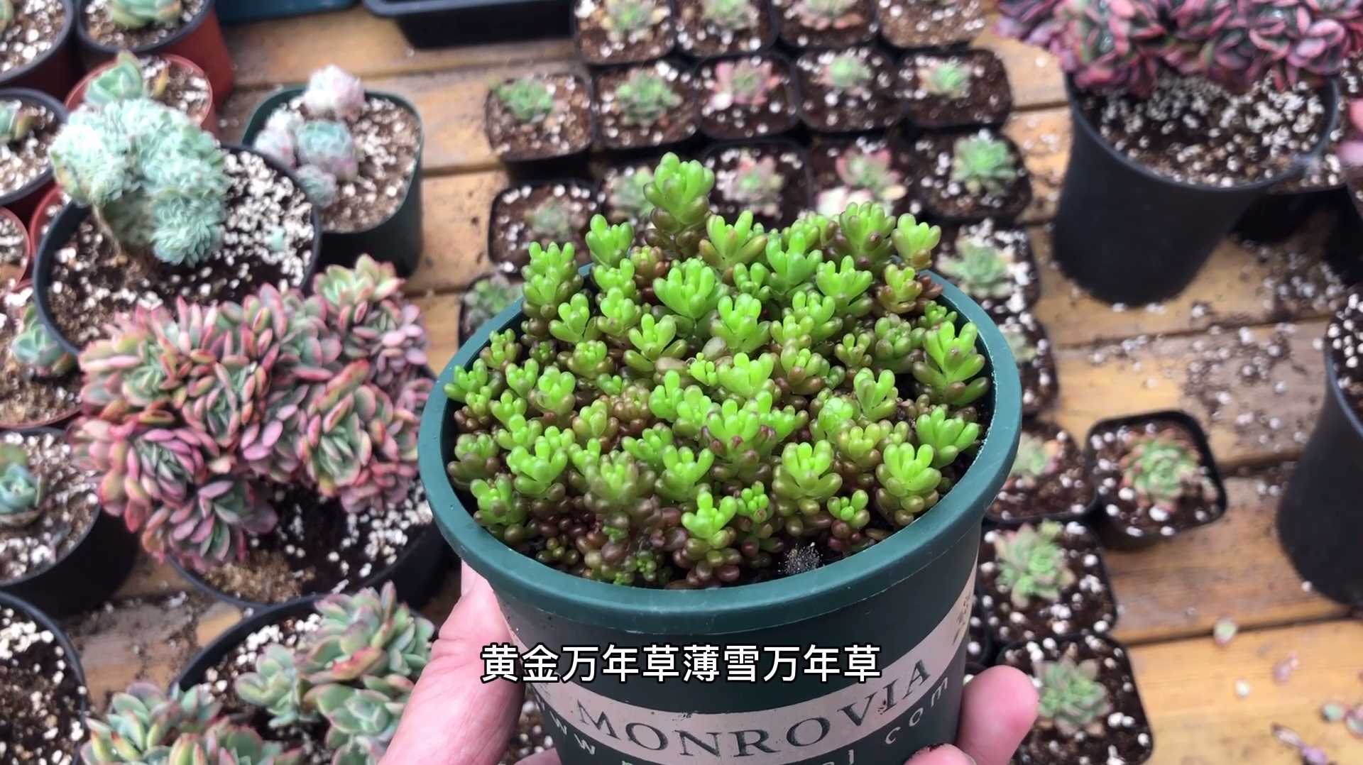 多肉徒了不要怕,30天过去了看看东哥重新种植的紫浆果,瞬间爆盆