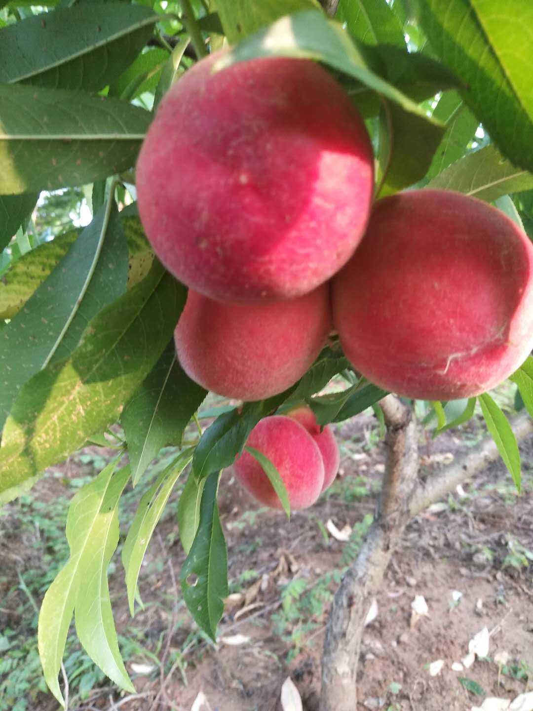 中桃13毛桃 - 2020年最新商品信息聚合专区 - 百度爱采购