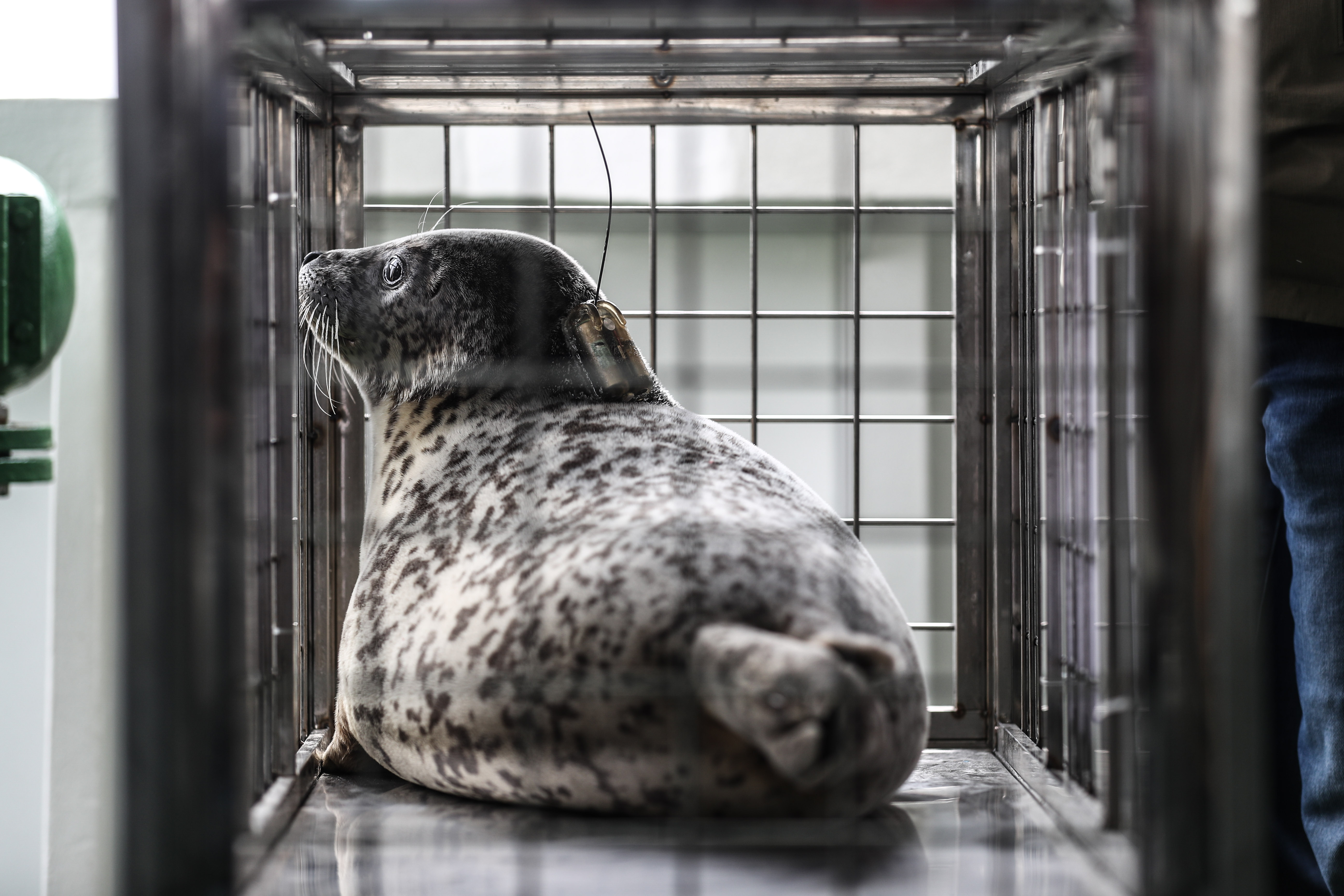 大连:24只斑海豹被放归大海(2)