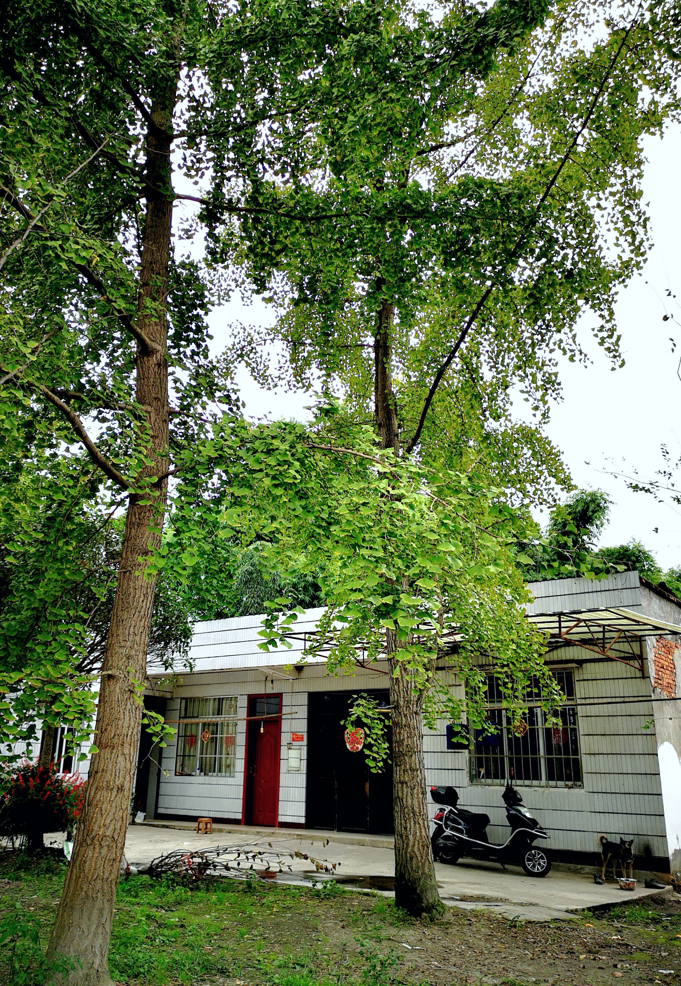 实拍农家小院,有平房有瓦房,有的干净利落,有的已经荒废