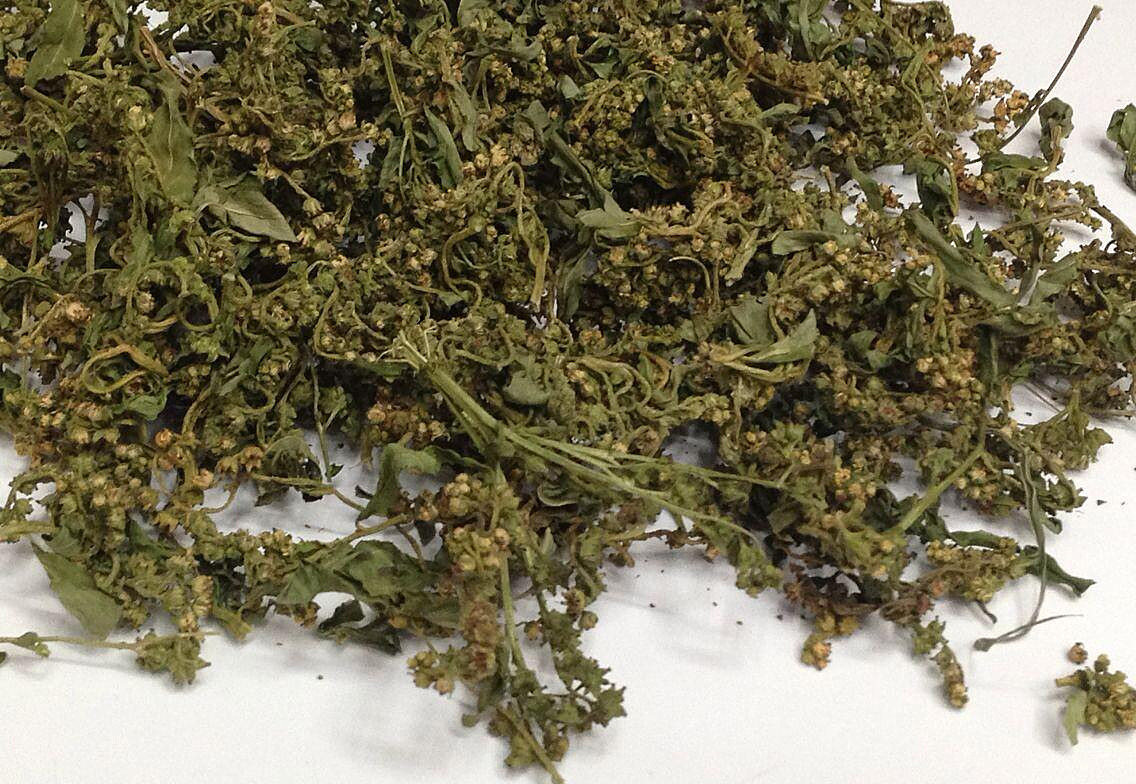 田里一种野草,号称"神仙草",用它泡水喝可解酒醒酒,退黄化湿