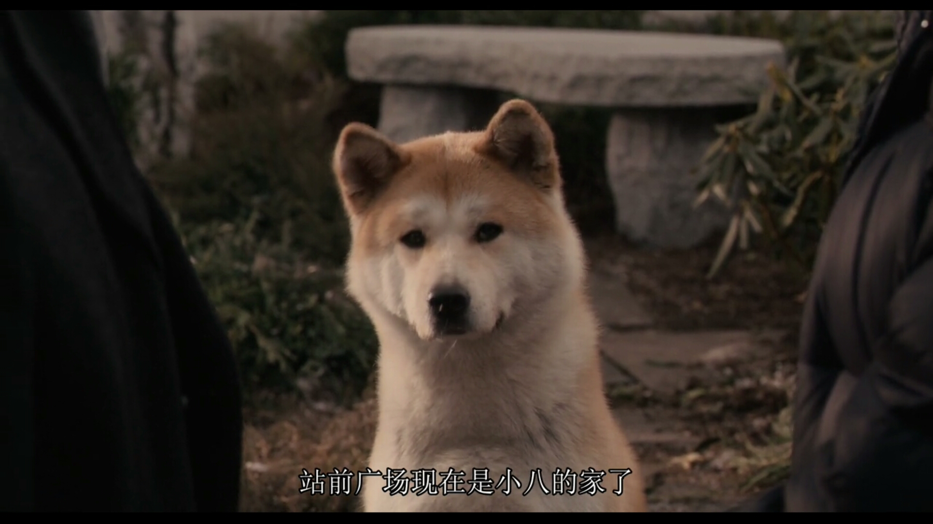 忠诚二字究竟能有多重?一只狗的故事告诉你