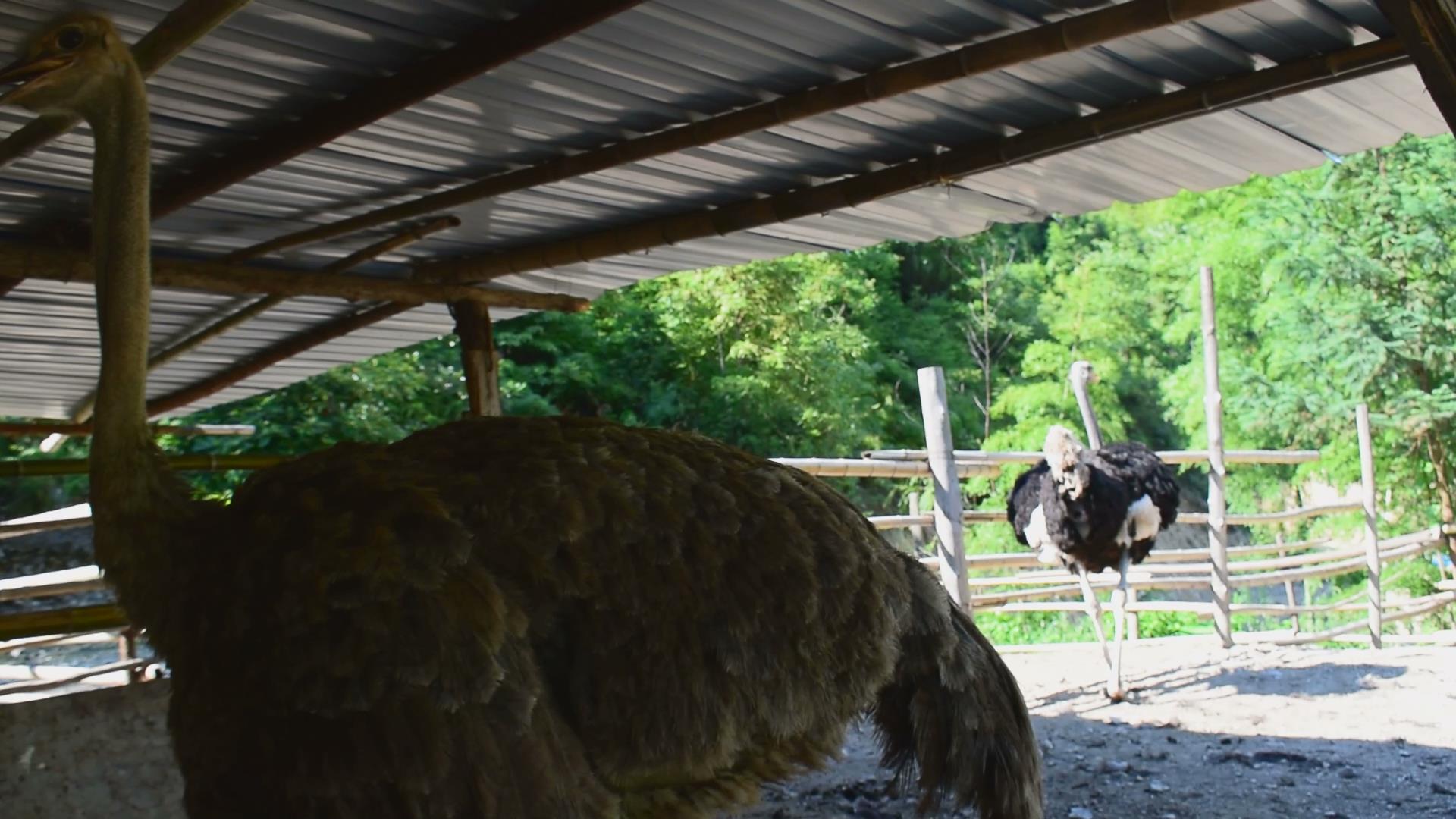 农村大叔放弃高薪进山养鸵鸟,单蛋一枚卖200块,如今供不应求!