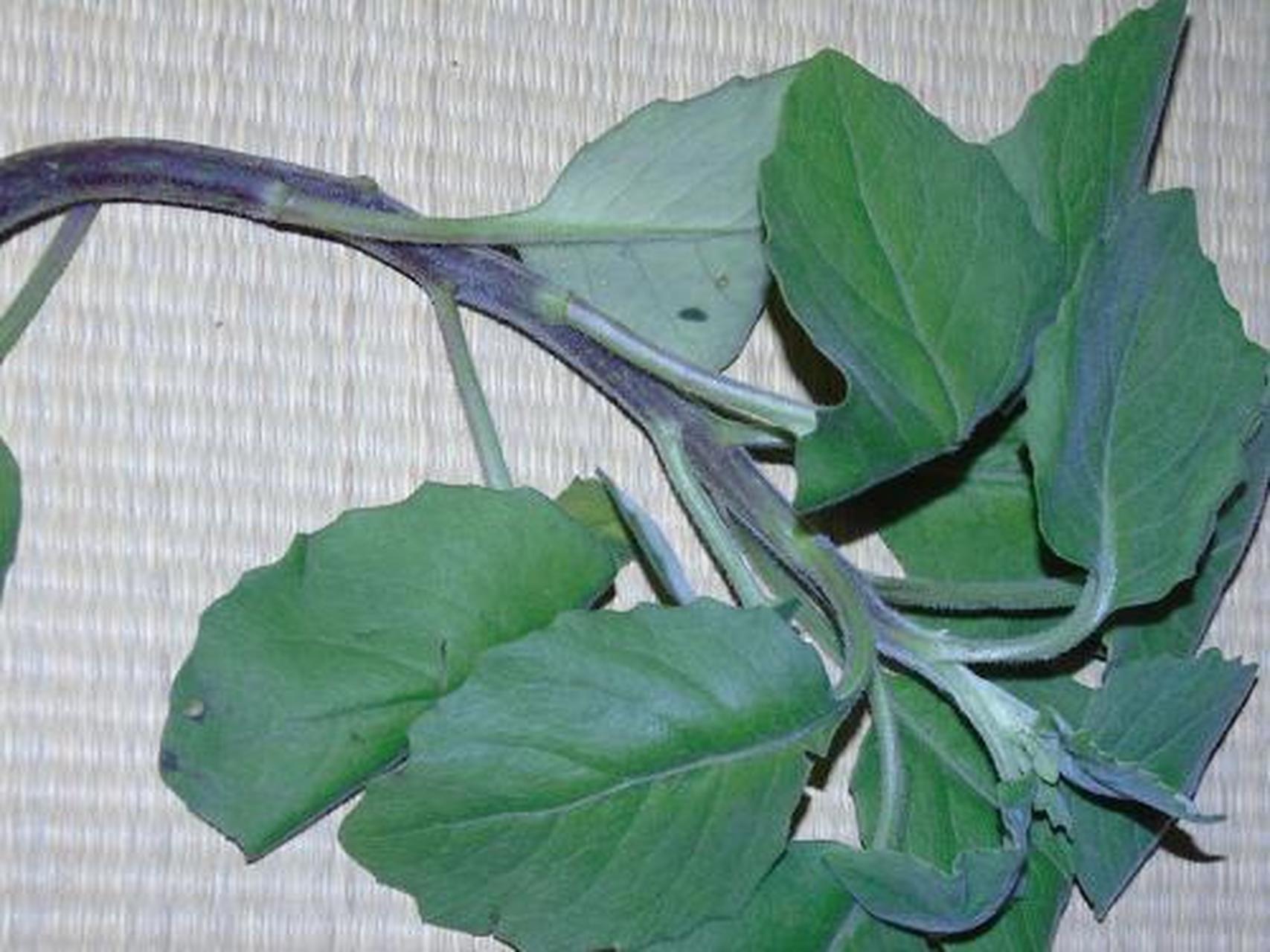 科普知识竞赛#跌打草,中药名.为爵床科植物十万错的茎,叶.