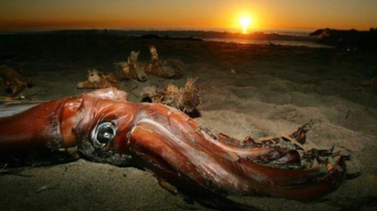 世界上体型最大的鱿鱼,一生只有450天,连抹香鲸都不是对手