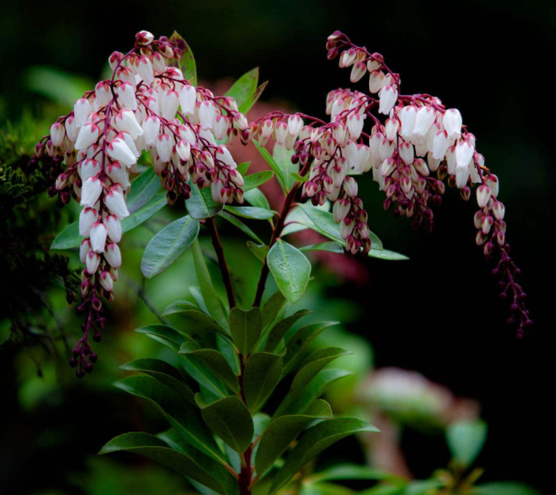 马醉木含马醉木毒素,用清水煎煮之后,外用,渣敷,用在一些植物上,可以