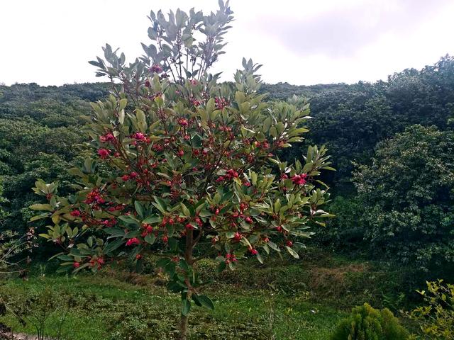 农户家前红苞木花开好醒目,得到过往行人围观赞赏