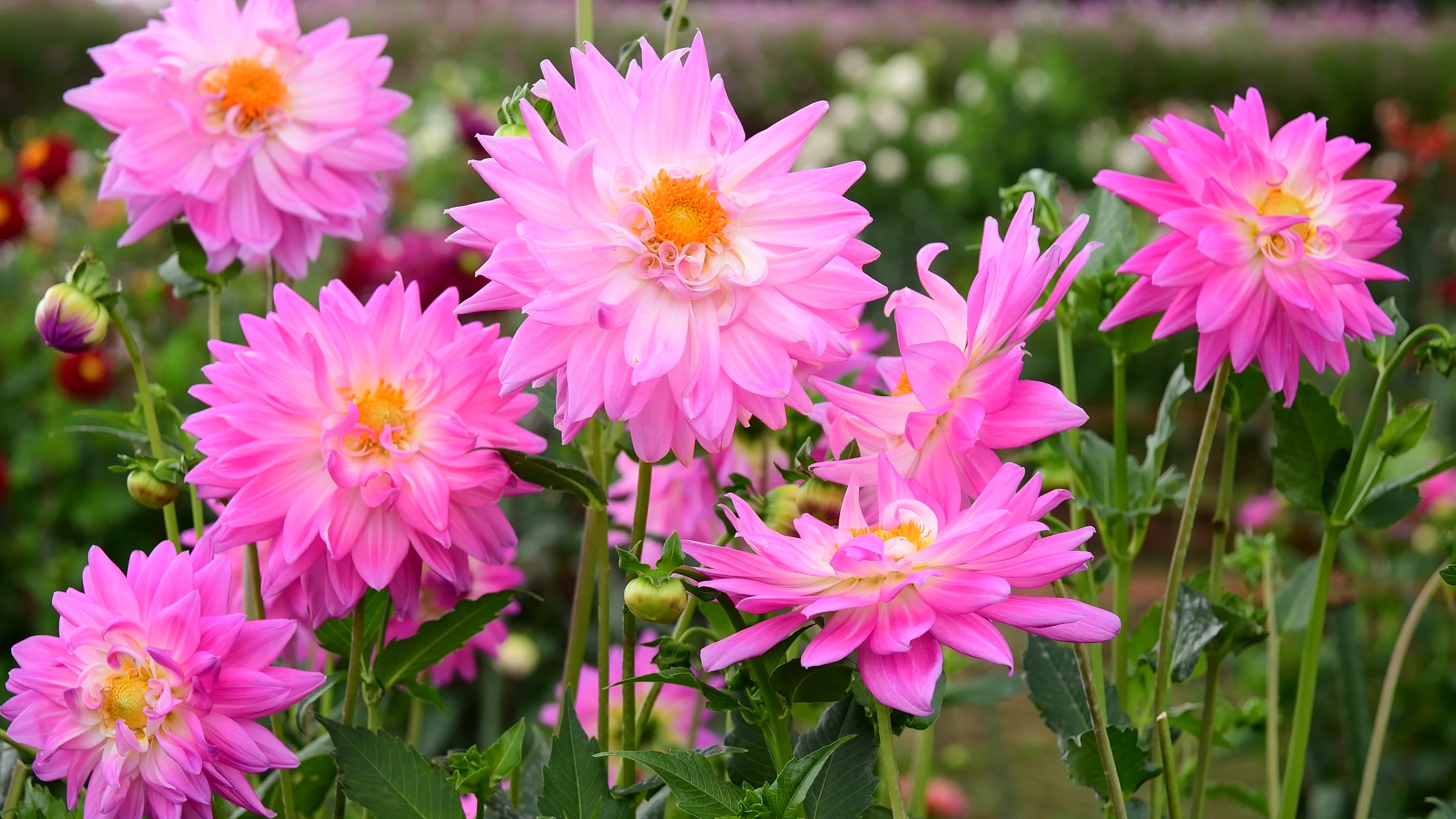 静态风景 第四期