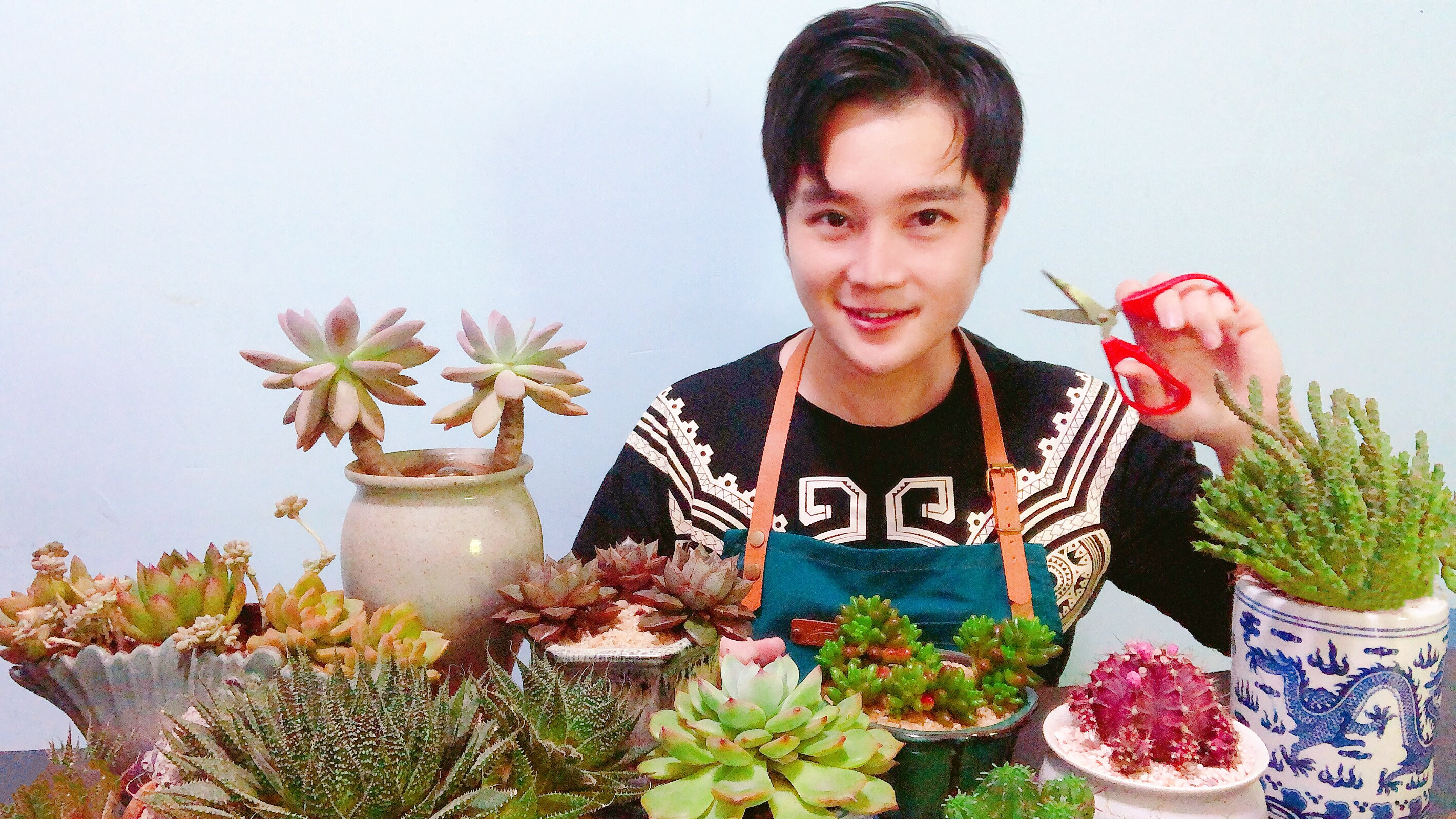 四季颜色不变的紫牡丹球球 有紫色回忆之称,开花依然带紫花边!