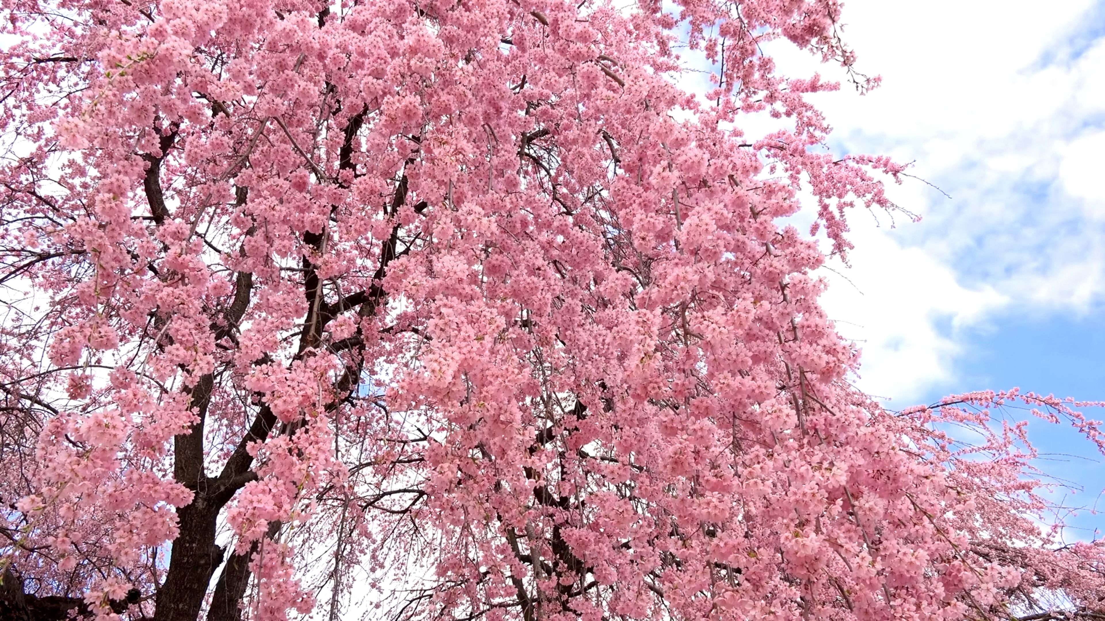 樱花树