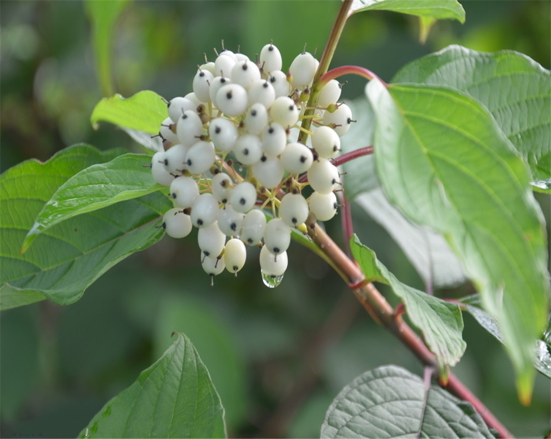 观茎植物红瑞木,要如何在家中养殖?