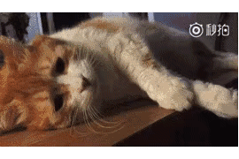 猫日的出道秀要比其他猫惨一些 是一段9秒钟的