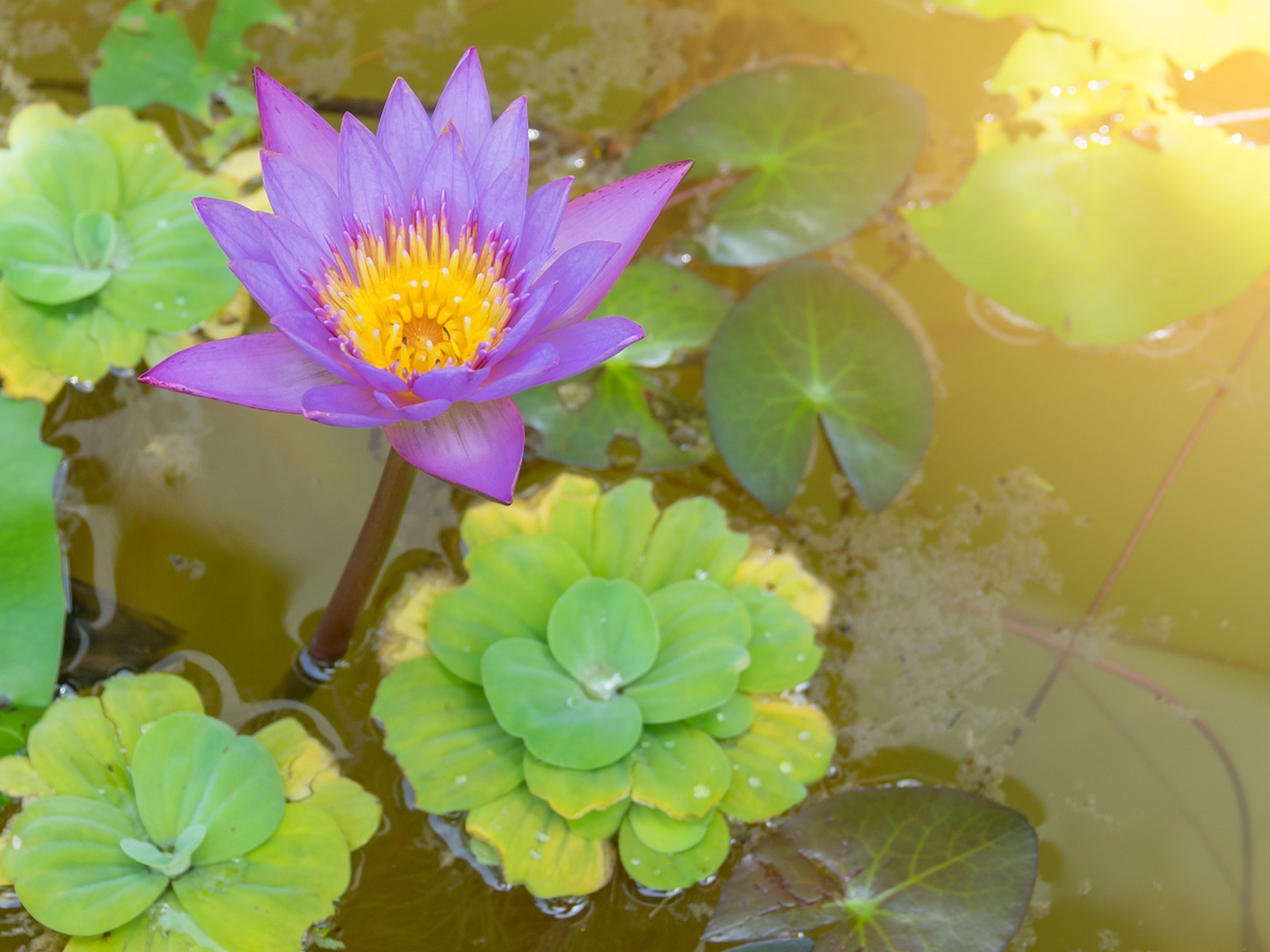 碗莲是一种小型观赏水生植物,适合无土水培.