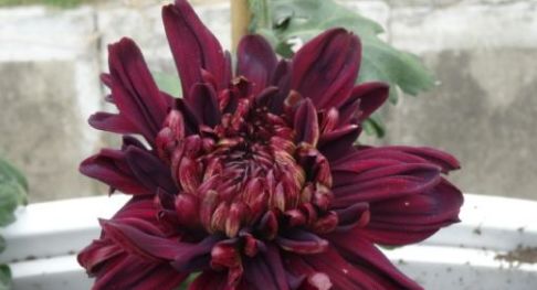 4月发文:喜欢菊花,不如养盆优良名菊"墨荷",雍容端庄