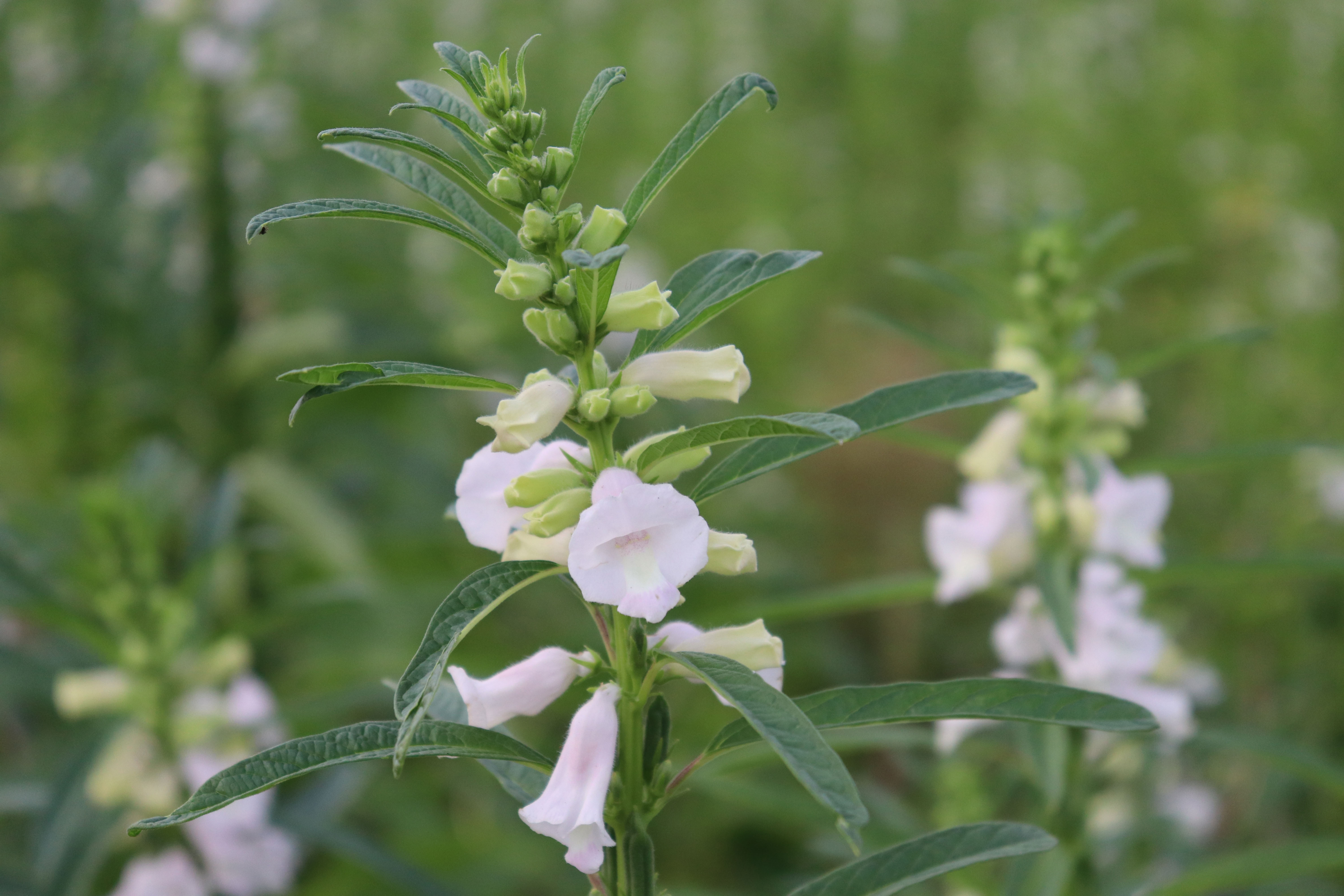 芝麻花 转载自百家号作者:农民阿水