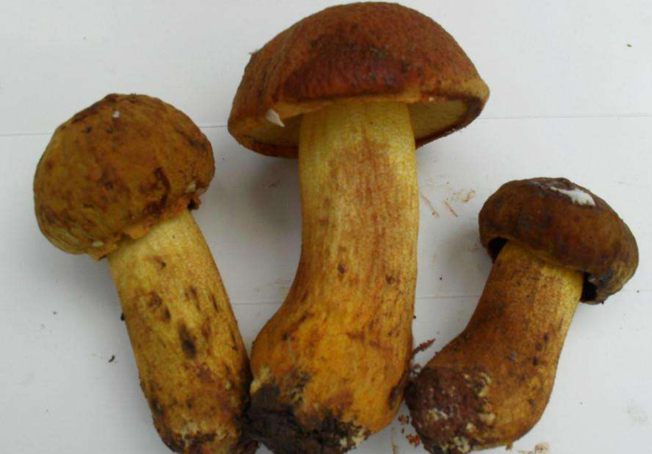 美食:棕菌,能滋补身体缓解虚弱,对增强人体素质有很大好处!