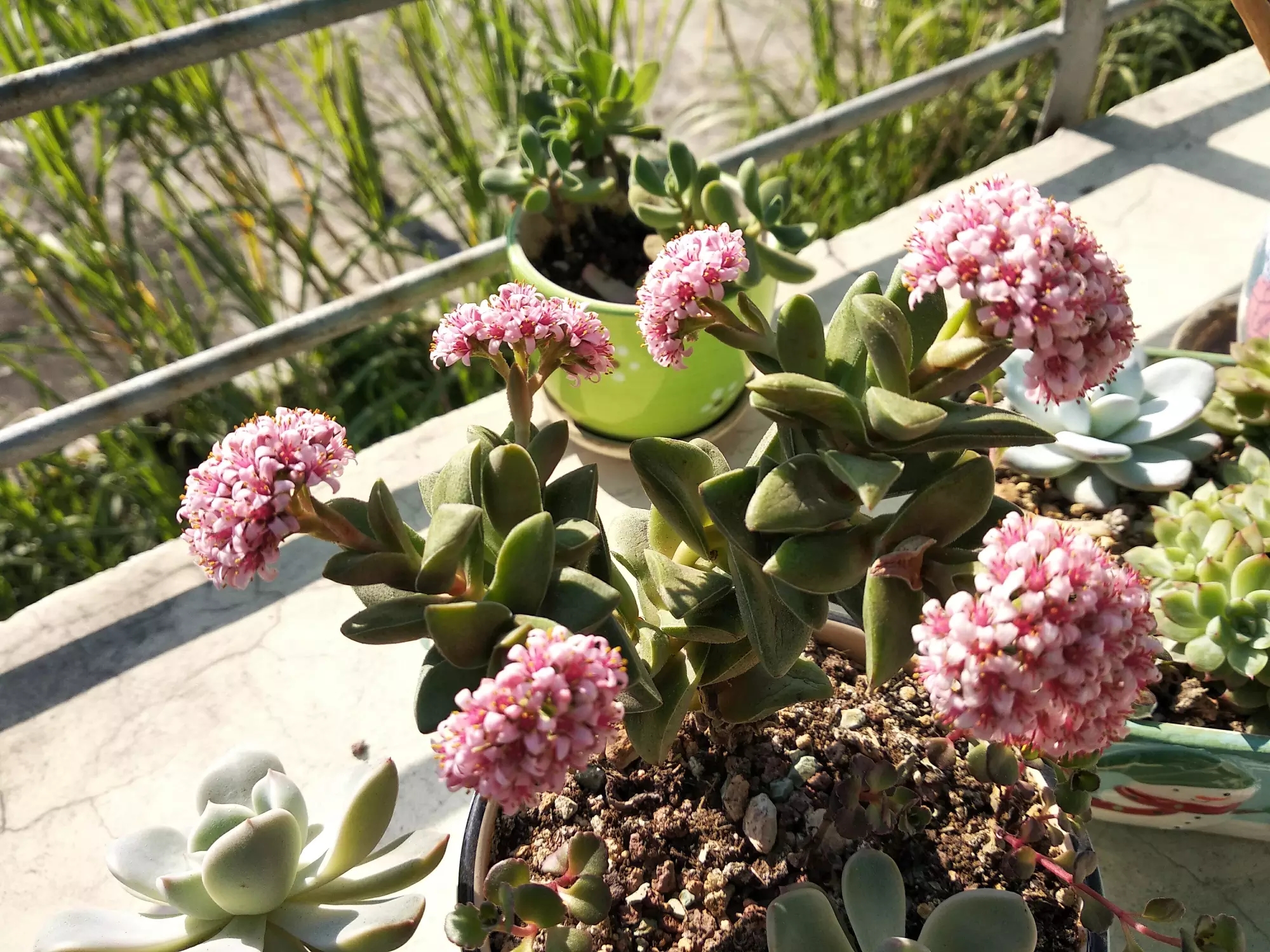 新买回来的多肉"神童"开花,美吧!还有粉雪莲,莎莎女王和格林