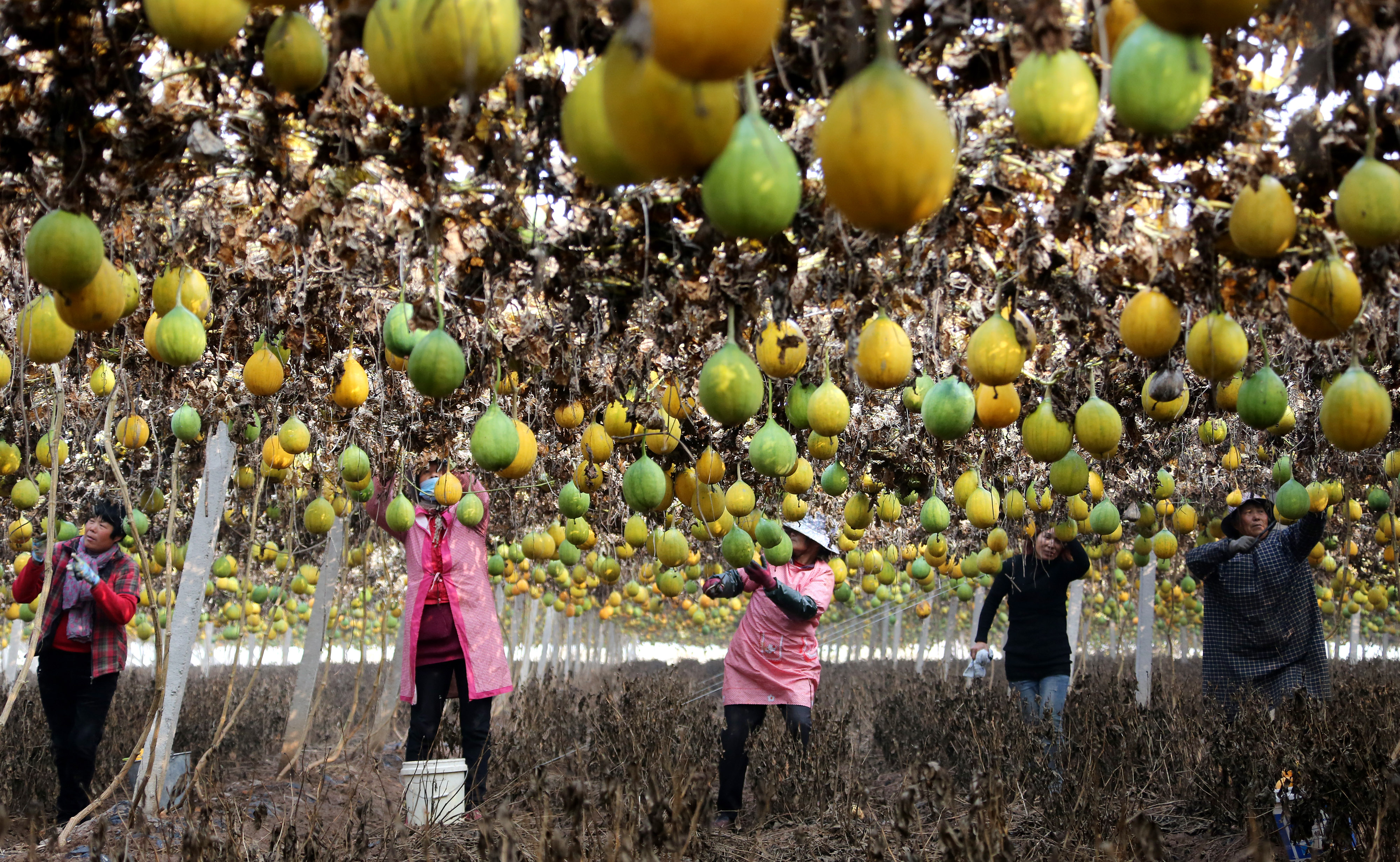 山东枣庄:小栝楼成脱贫致富"宝葫芦"(3)