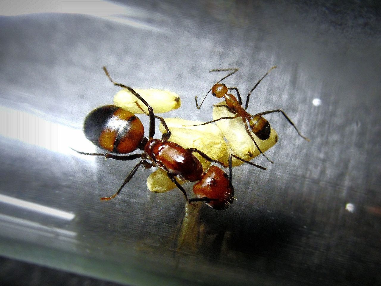 你真的了解尼科巴弓背蚁吗?给大家科普一下