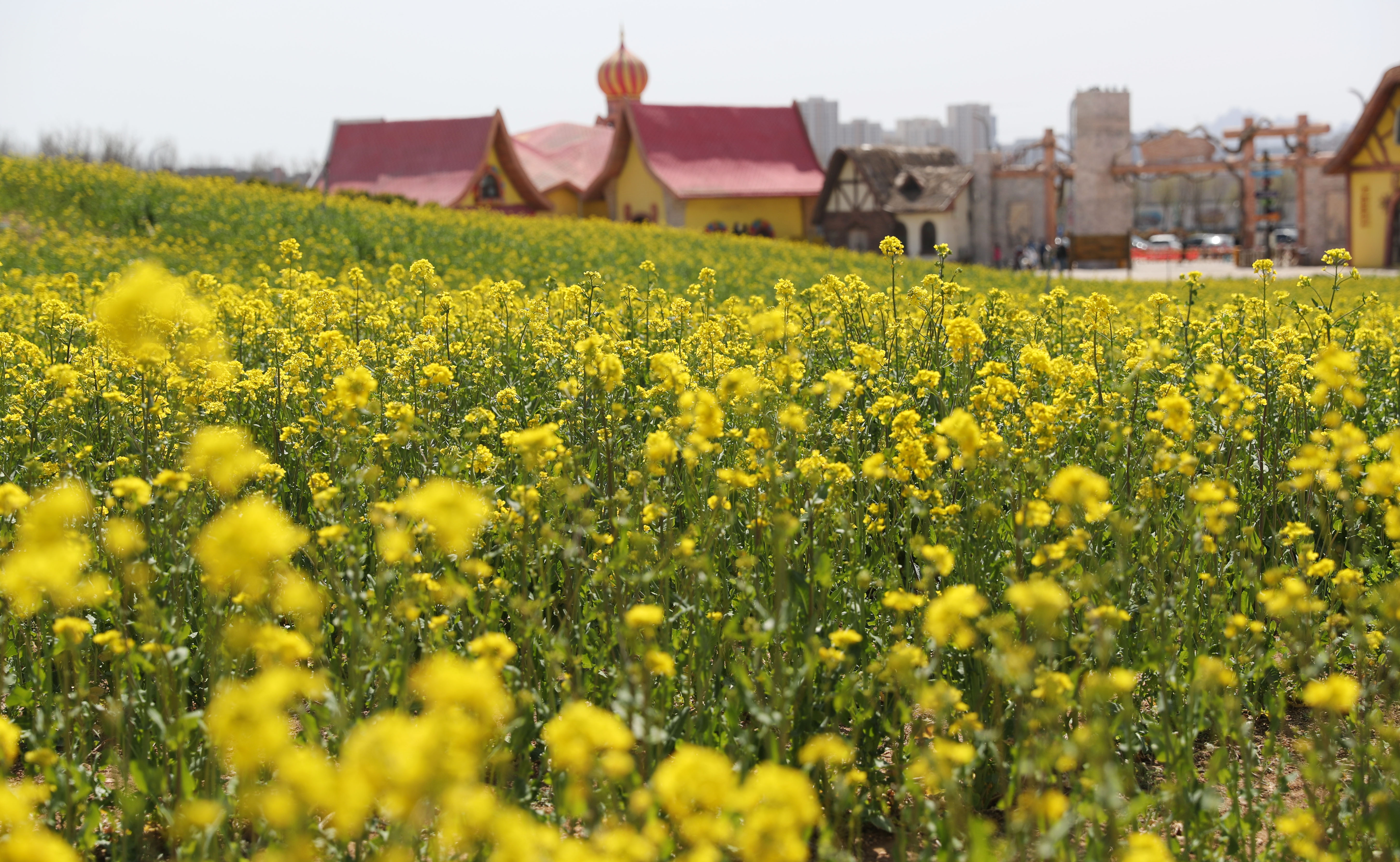 山东青岛:乡村花海迎客来
