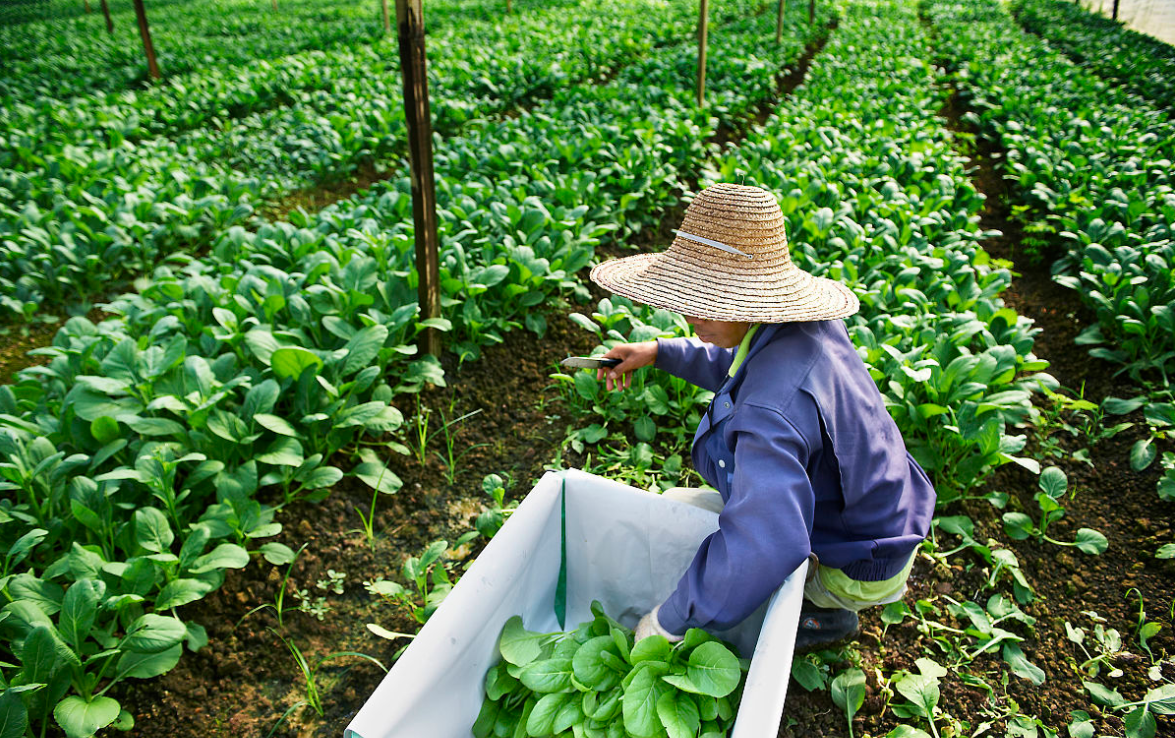 你去过马来西亚吗,你知道马来西亚的农民是什么样子的吗?
