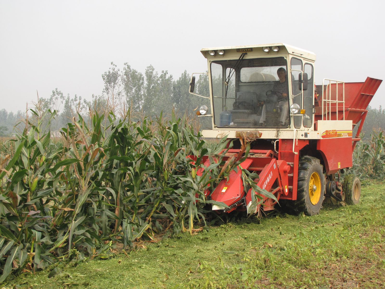 玉米采收期:为了保证玉米的经济价值,采收技术也是关键的一步