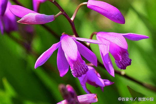 紫色白芨图片