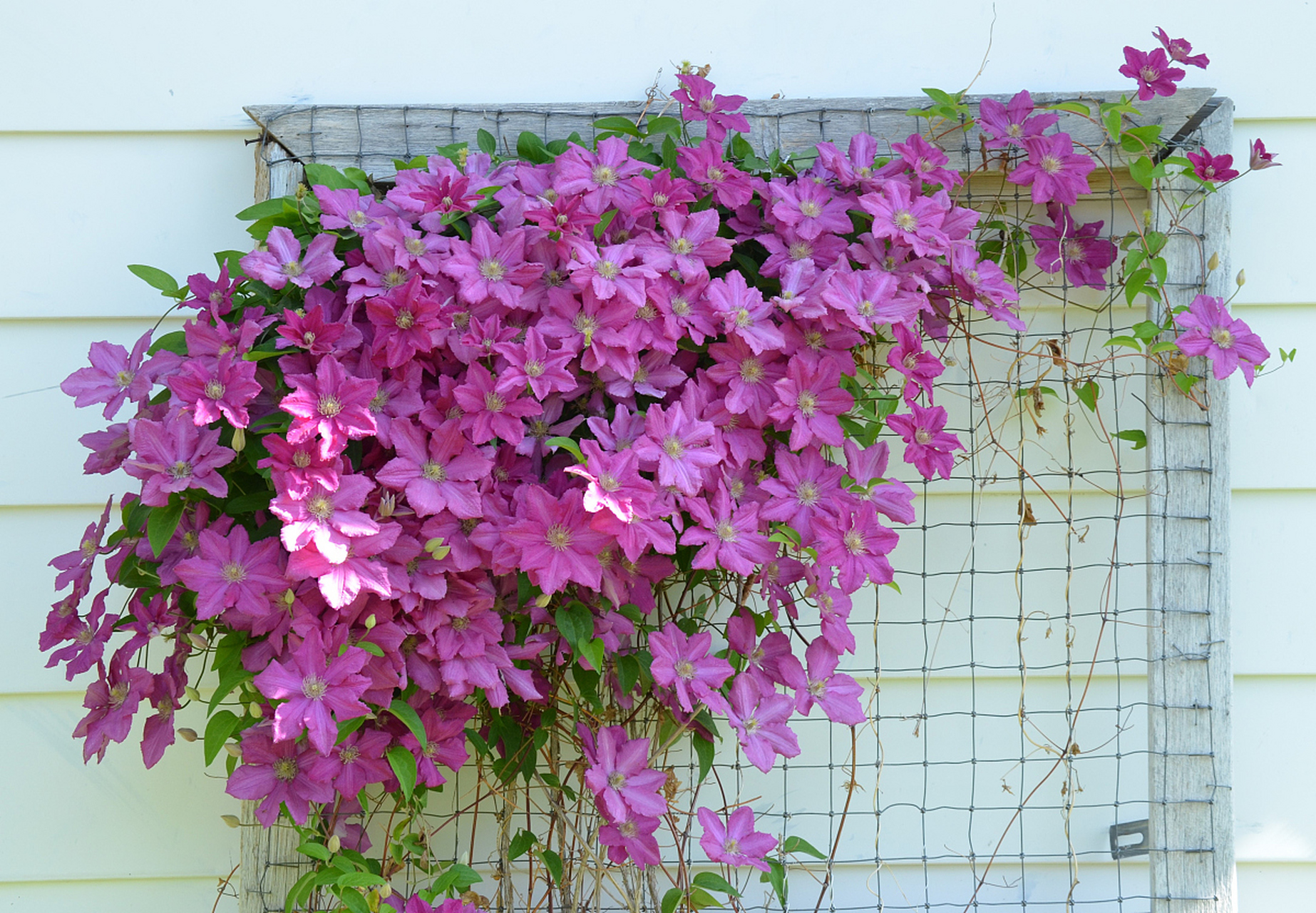 蒜香藤的优缺点  11566 优点:  蒜香藤是一种美丽的攀援植物,具有