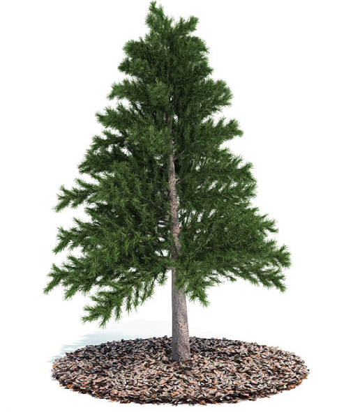 美国松树品种图片