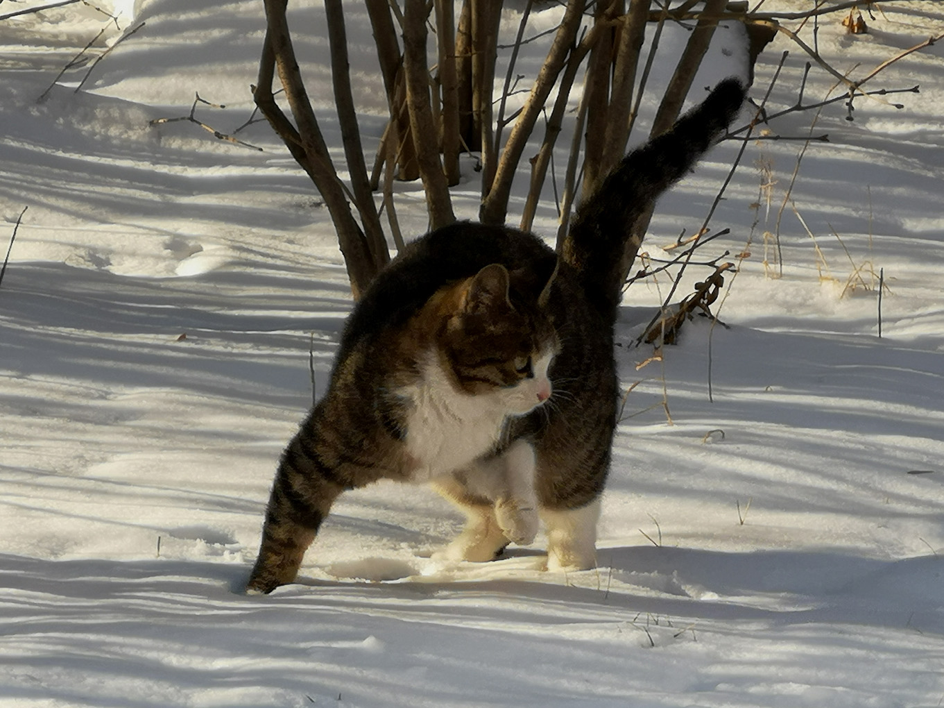 冰天雪地里,一只猫冻得直哆嗦,小脚丫放也无处放