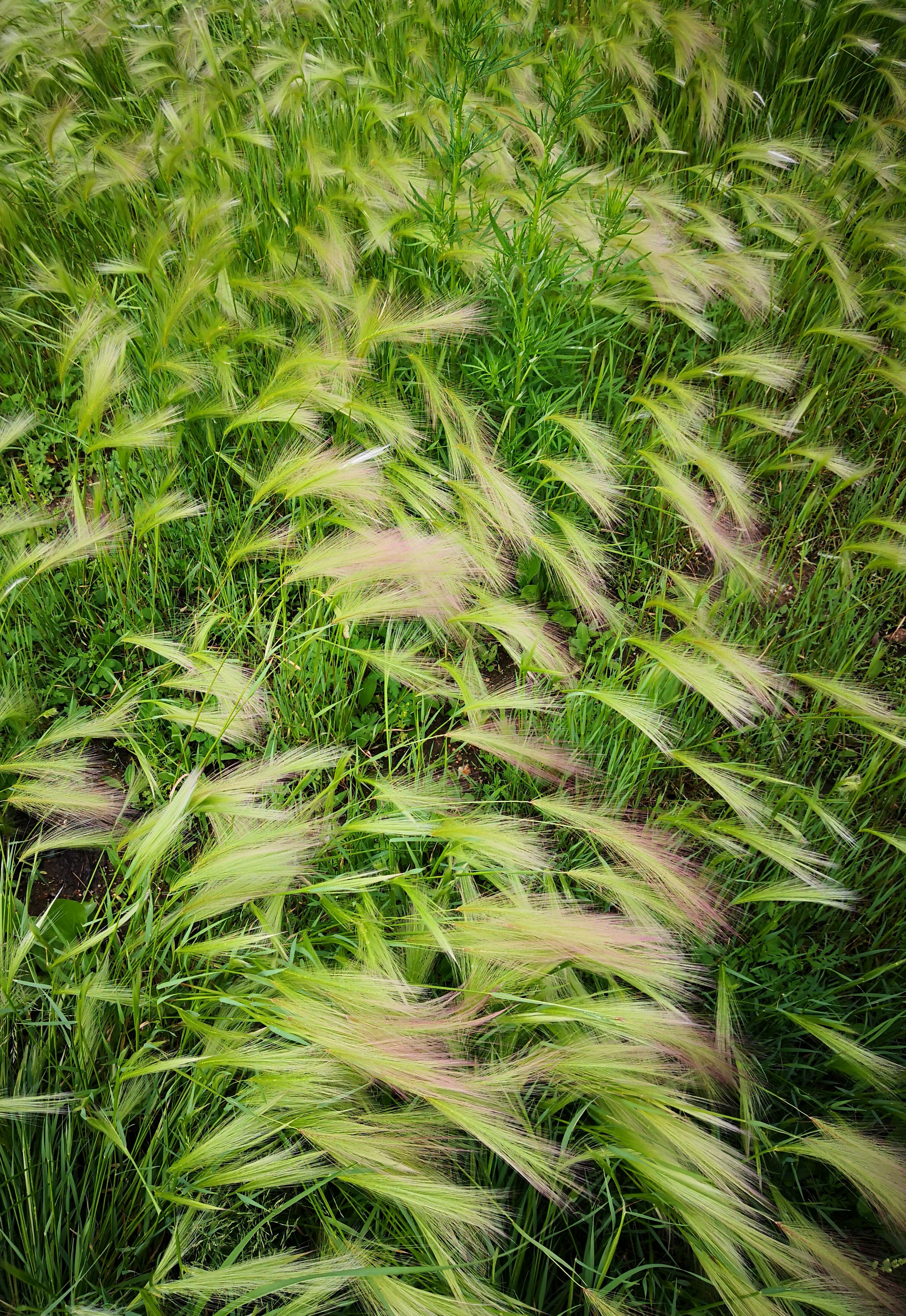 密山市体育馆运动场青草也美丽