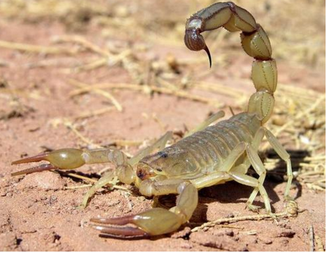 民间四大毒"云里的太阳,门里的风,蝎子尾巴",还有个是啥?